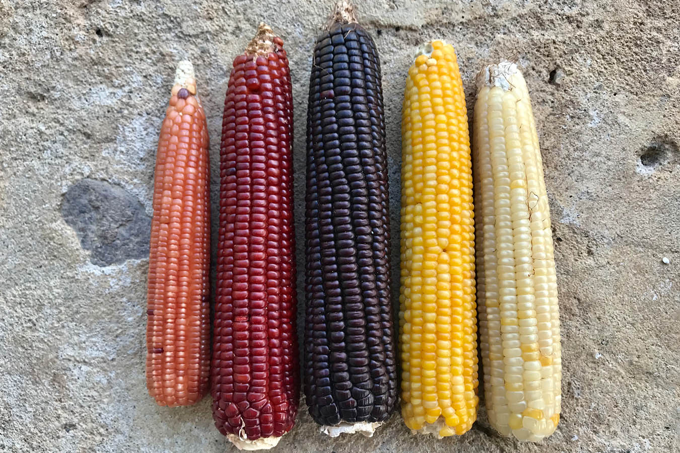 palomitas de maiz maiz palomero con que maiz se hacen palomitas momochitl maiz criollo mexicano