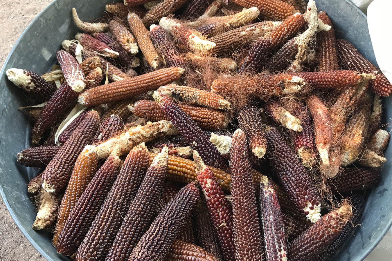 maiz chapalote pinole de palomitas harina de maiz harina natural corn flour harina de maiz nixtamalizado