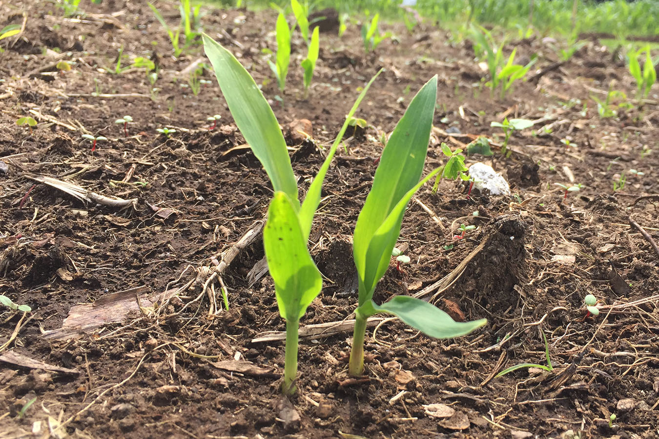 Primavera: Un buen tiempo para aplicar cal agrícola en las parcelas