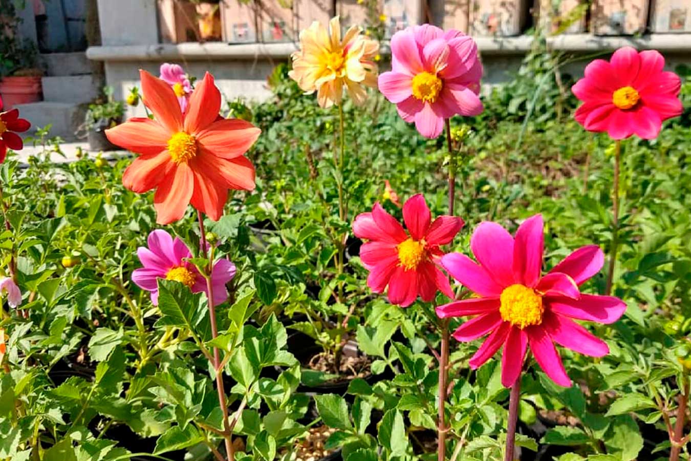 Dalia La Flor Nacional De M Xico