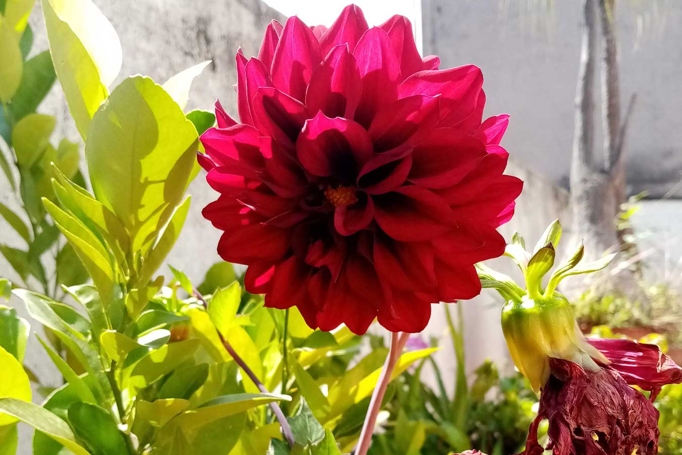 Dalia la flor nacional de México