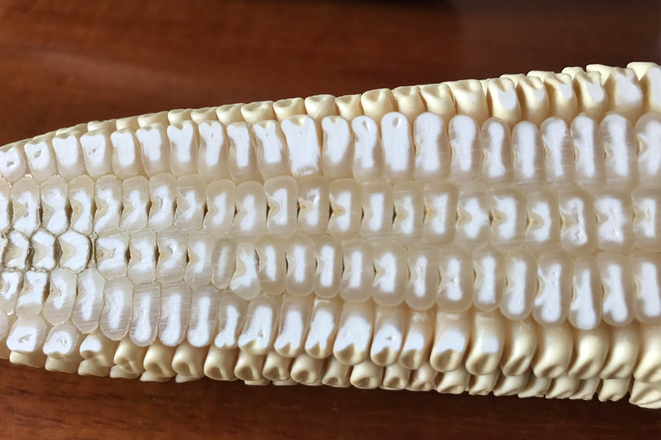 maiz dentado dent corn tipos de maiz maiz criollo maiz mexicano semillas de maiz tipos de granos de maiz