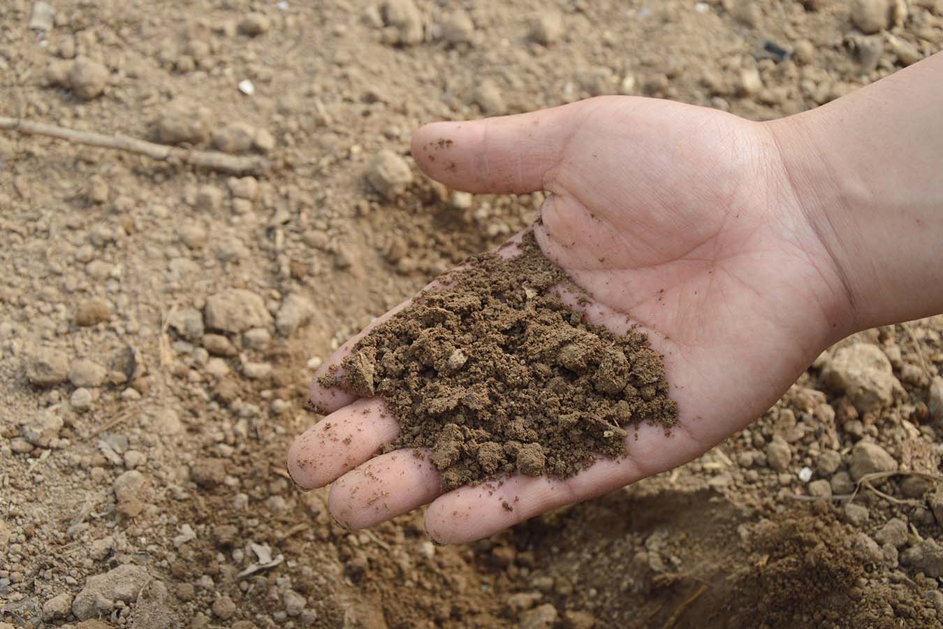 mejoramiento de suelo cultivable tierra para siembra calidra productos dolomita cal agricola siembra de maiz