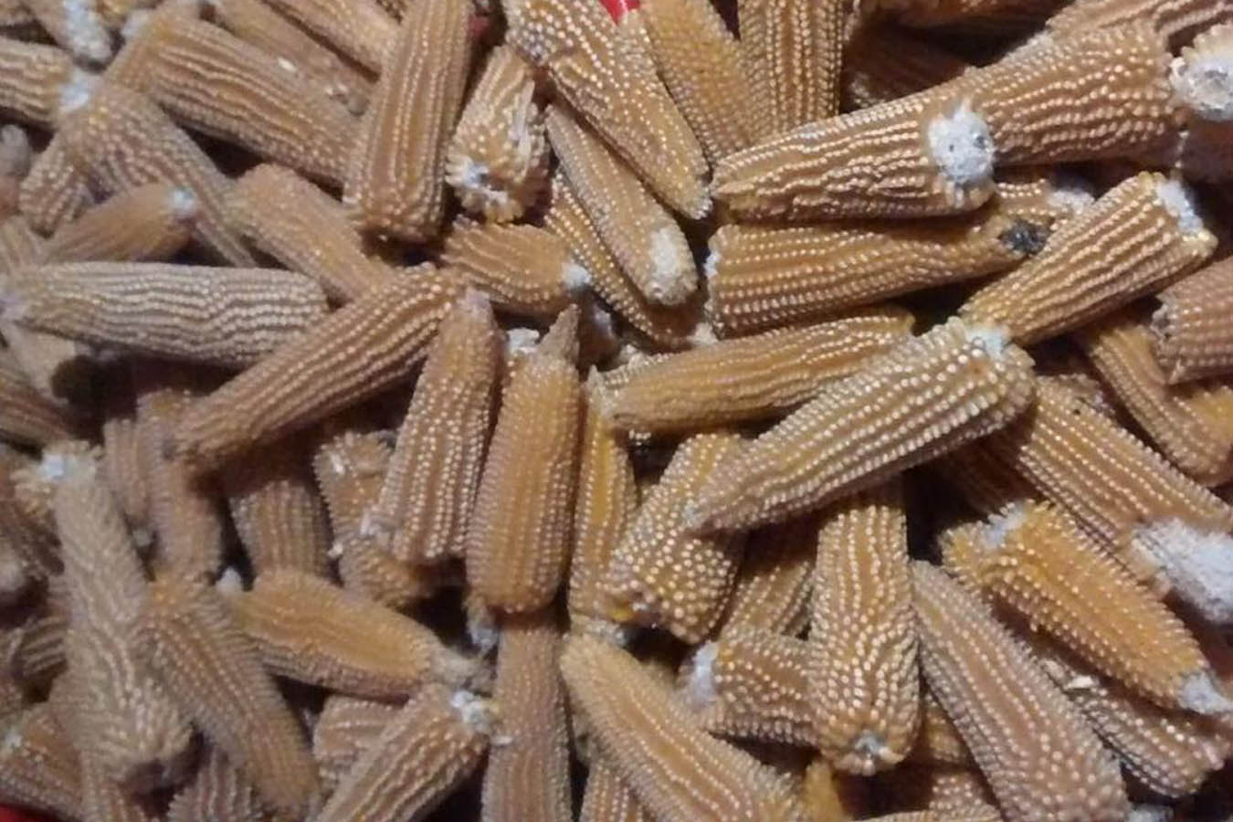 maiz palomero maiz arrocillo maiz criollo maiz mexicano