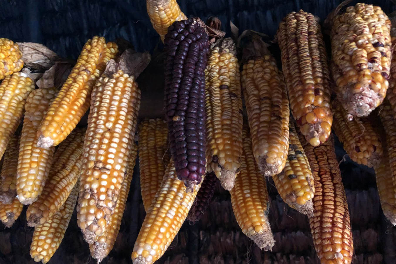 Najmé, el maíz en la cultura mazateca