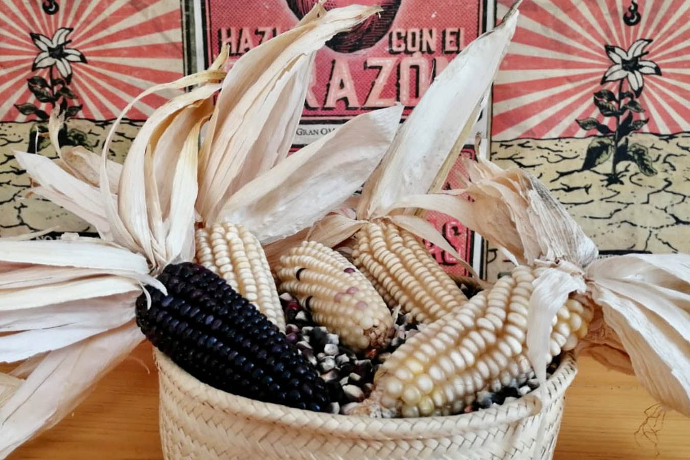 maiz criollo de Oaxaca maiz bolita Xub Maíz