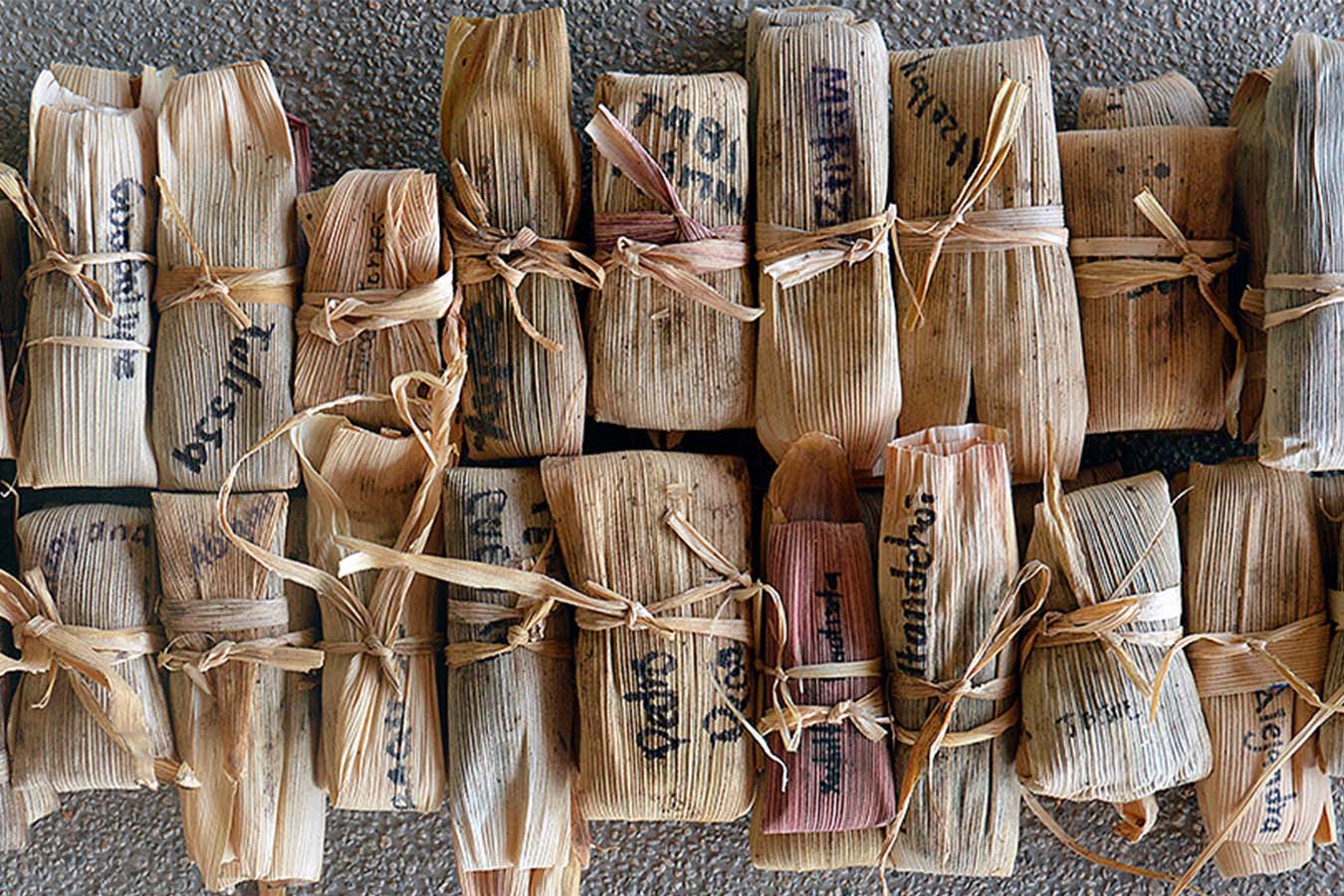 balam bartolome tamales tlaolli casa wabi