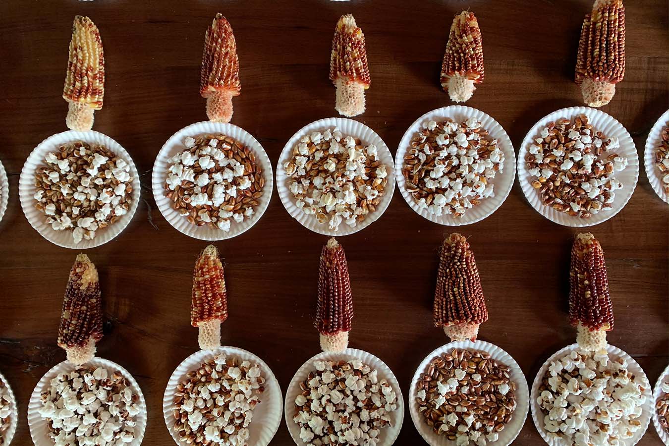 palomitas de maiz maiz palomero maiz criollo maiz palomero mexicano palomitas mexicanas que maiz se utiliza para hacer palomitas