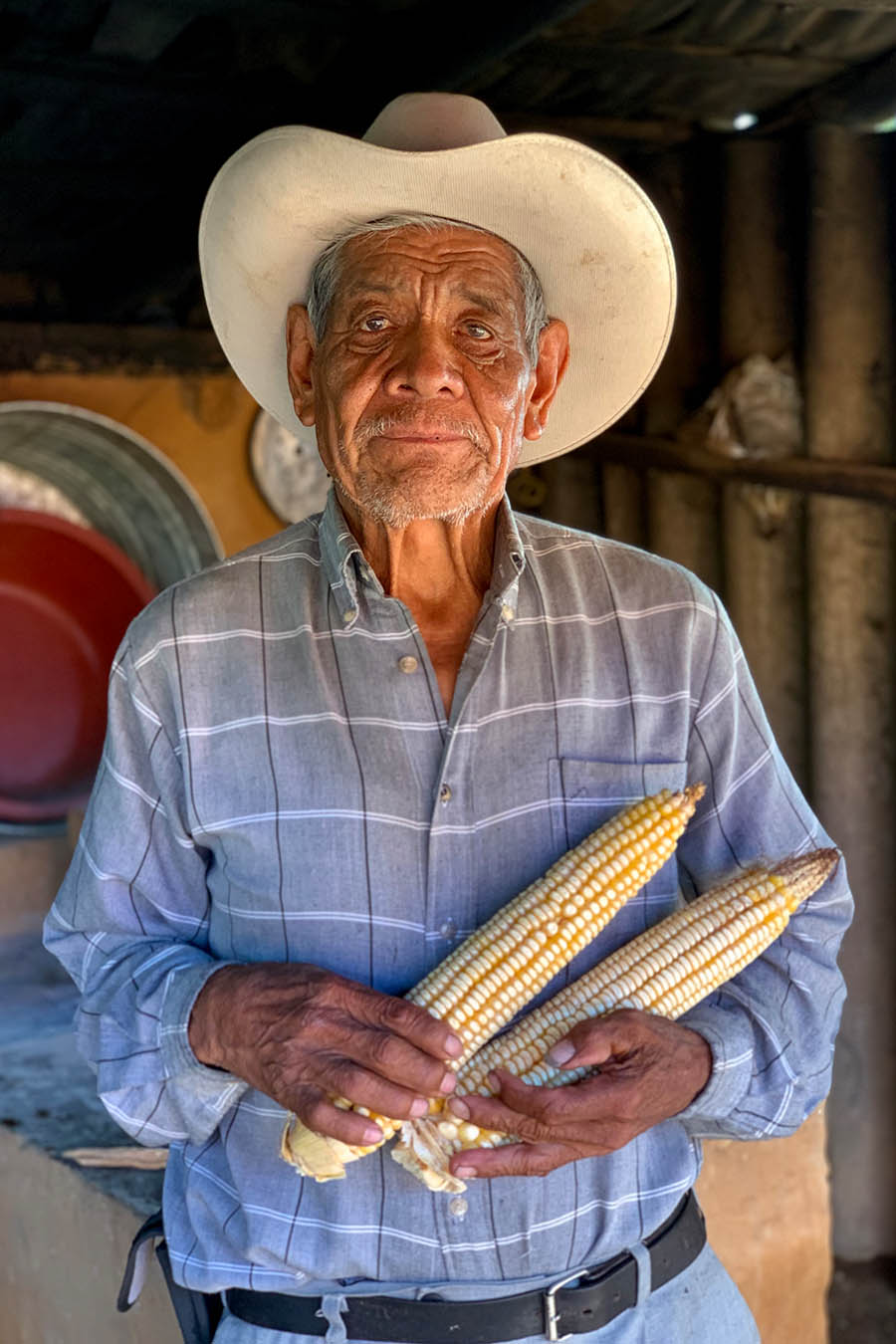 maiz criollo maiz jala maiz de humedo xala nayarit
