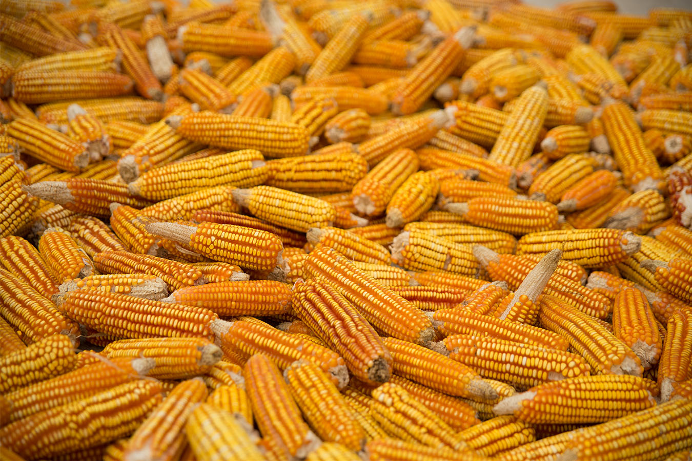 maiz amarillo maiz mexicano maiz criollo san cristobal de las casas tortilleria batsi waj