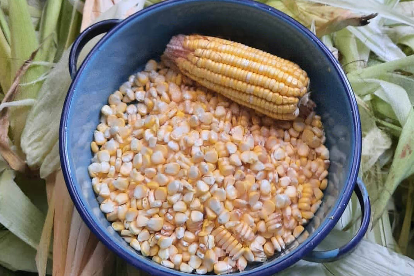 maiz criollo Chiapas kokono restaurante san cristobal de las casas Claudia Ruiz