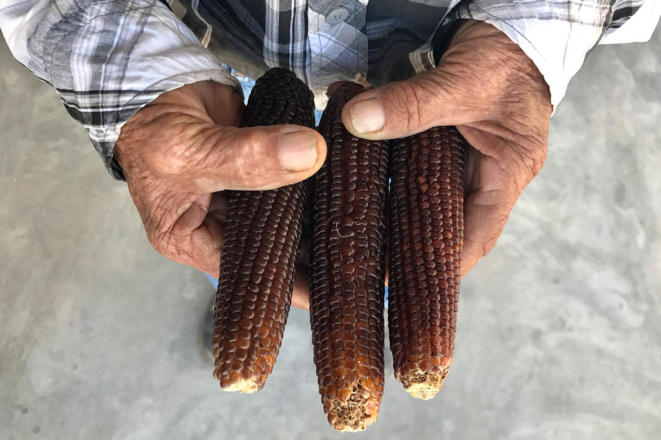 maiz chapalote tipos de maiz maiz palomero palomitas de maiz maiz criollo maiz mexicano tipos de maiz