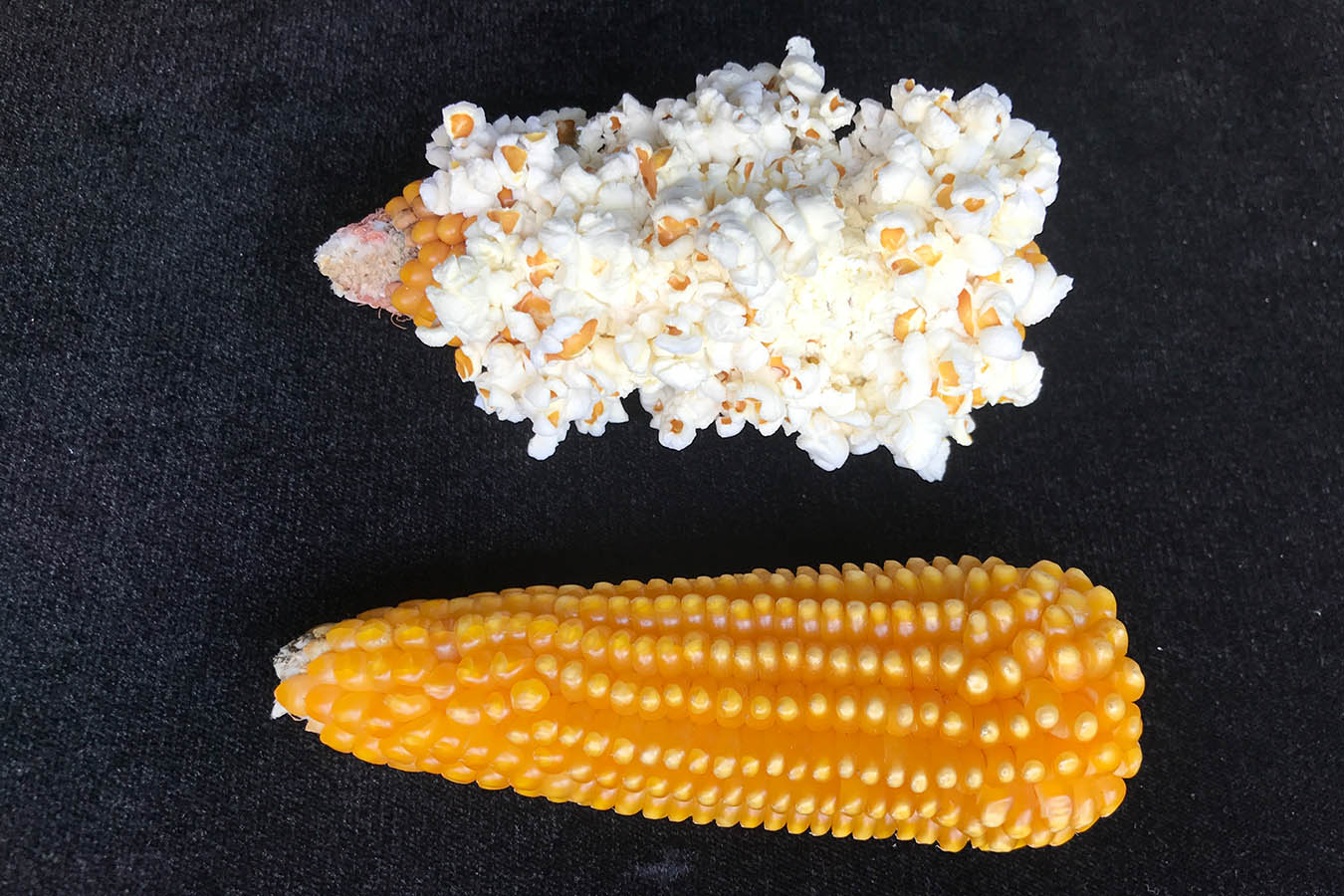 palomero toluqueño tipos de maiz maiz palomero palomitas de maiz maiz criollo maiz mexicano tipos de maiz
