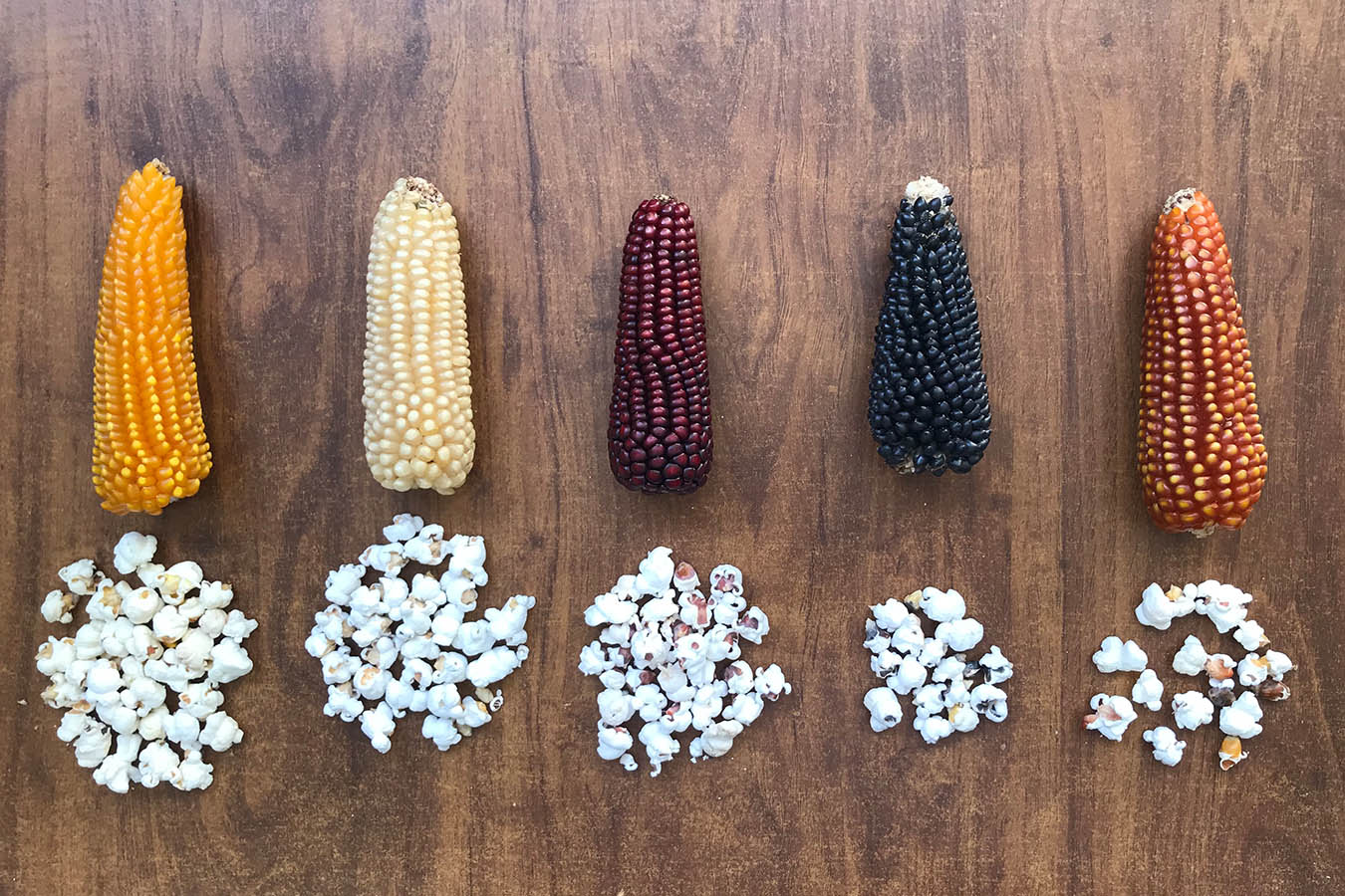 maiz palomero mexicano maiz para palomitas de mai