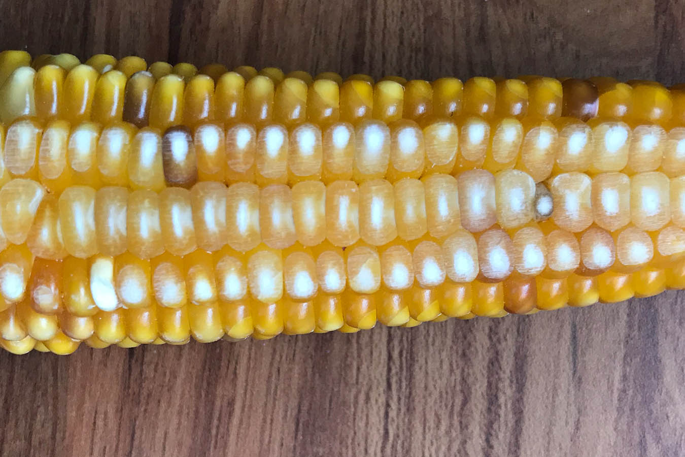 maiz cristalino tipos de maiz maiz criollo maiz mexicano semillas de maiz tipos de granos de maiz