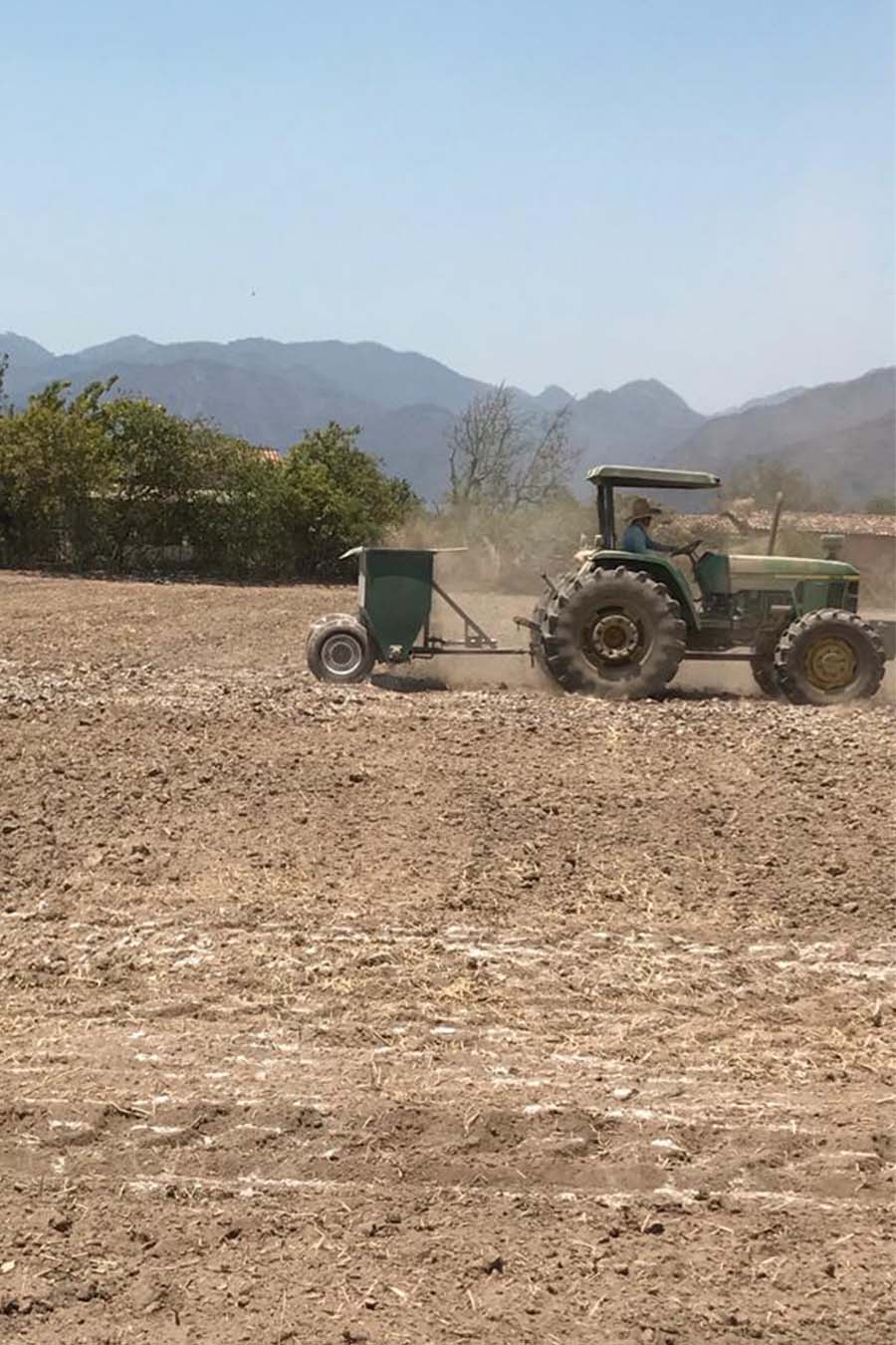 mejoramiento de suelo cultivable siembra de maiz cal agricola dolomita