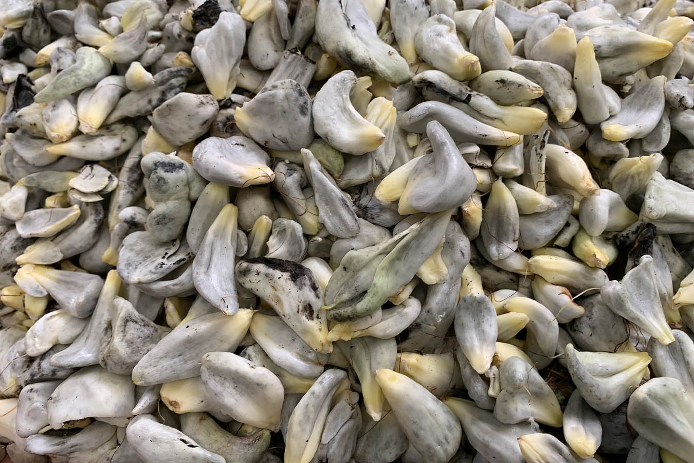 huitlacoche beneficios hongo del maíz huitlacoche recetas