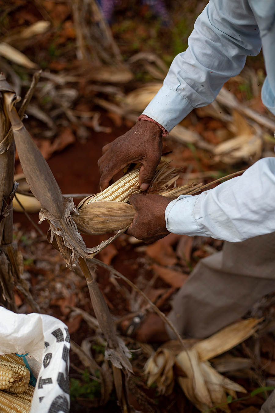 maiz criollo yucatán pancho maíz