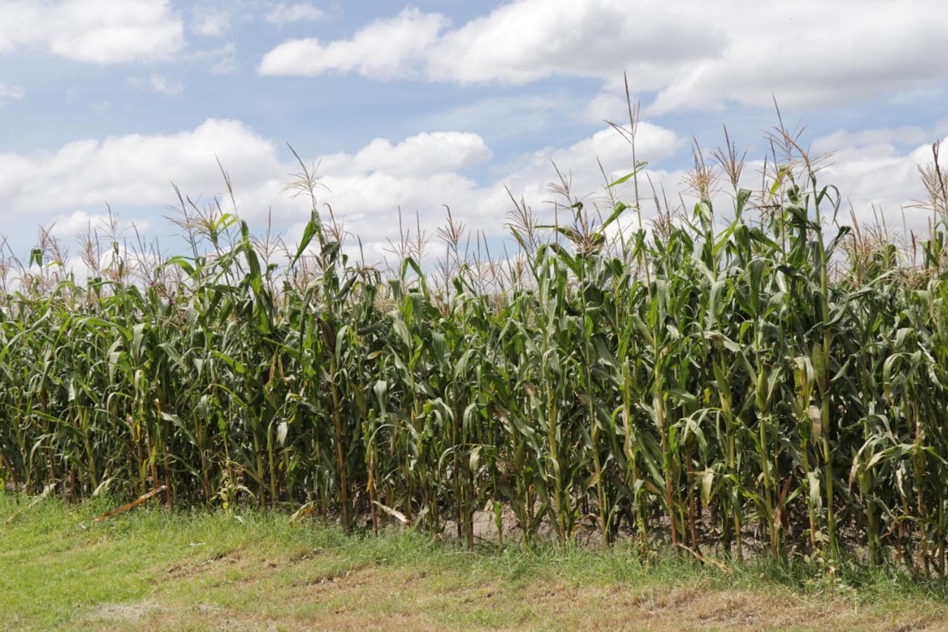 siembra de maiz mejoramiento de suelo dolomita cal agricola calidra productos