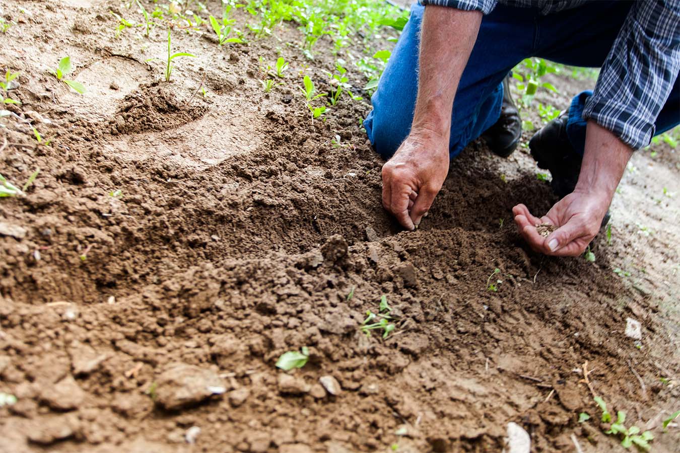 Mejoramiento del suelo y pastos a través de la cal agrícola - La Finca de  Hoy 