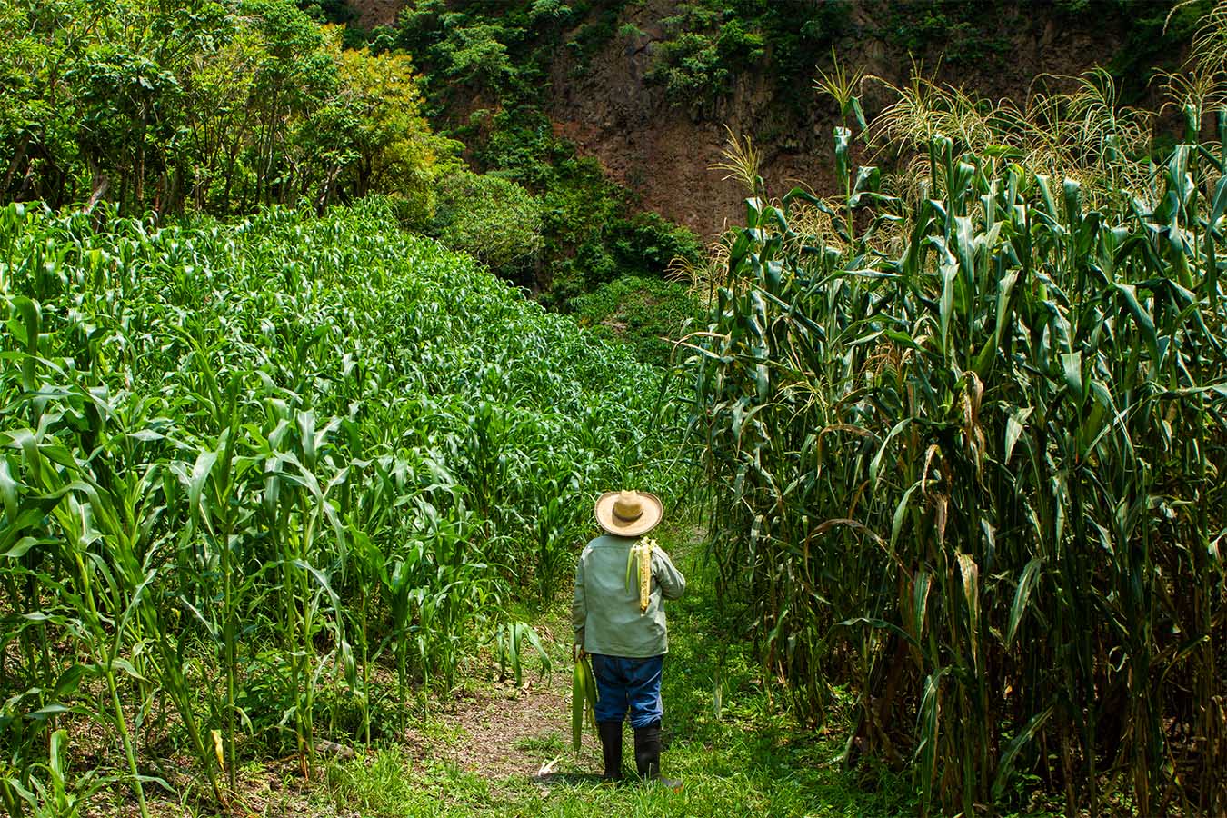 milpa de maiz jala nayarit maiz mas grande del mundo patrimonio biologico y cultural de nayarit