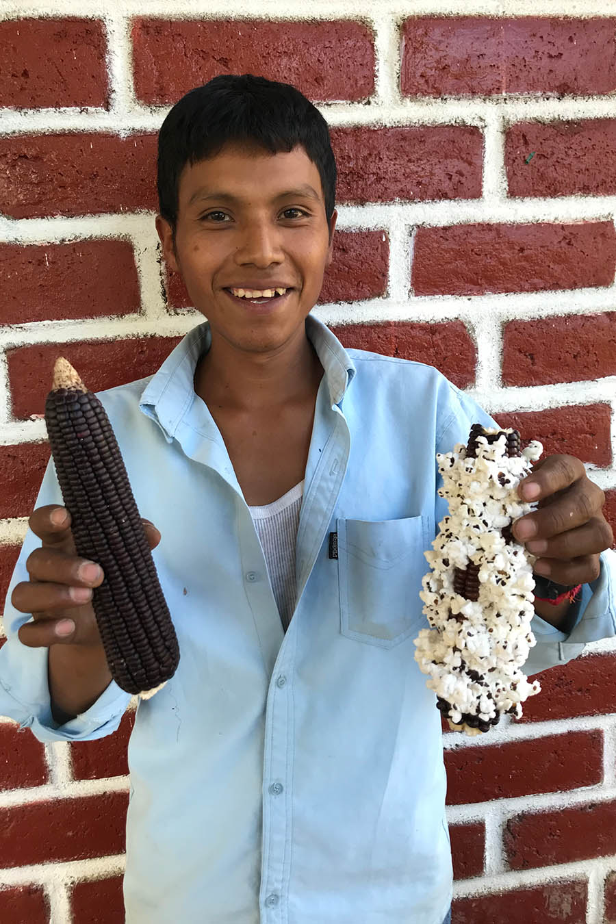 maiz reventador maiz para palomitas de maiz maiz palomero mexicano