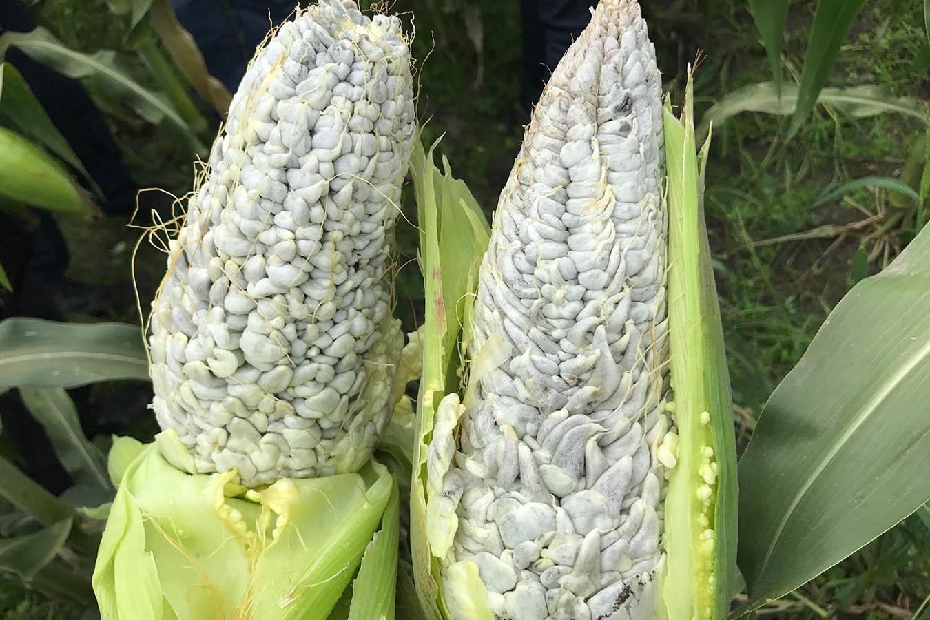 huitlacoche hongo del maíz huitlacoche recetas