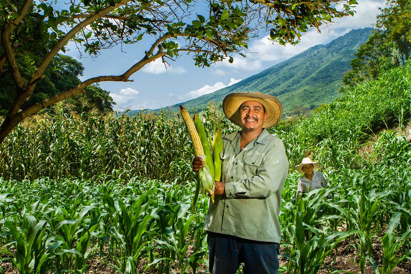 maiz jala maiz mexicnao maiz criollo nayarit volcan ceboruco