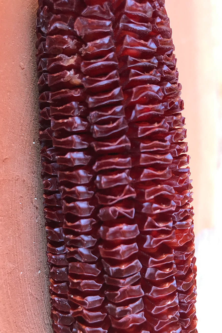 maiz dulce maiz dulcillo sweet corn tipos de maiz maiz criollo maiz mexicano semillas de maiz tipos de granos de maiz