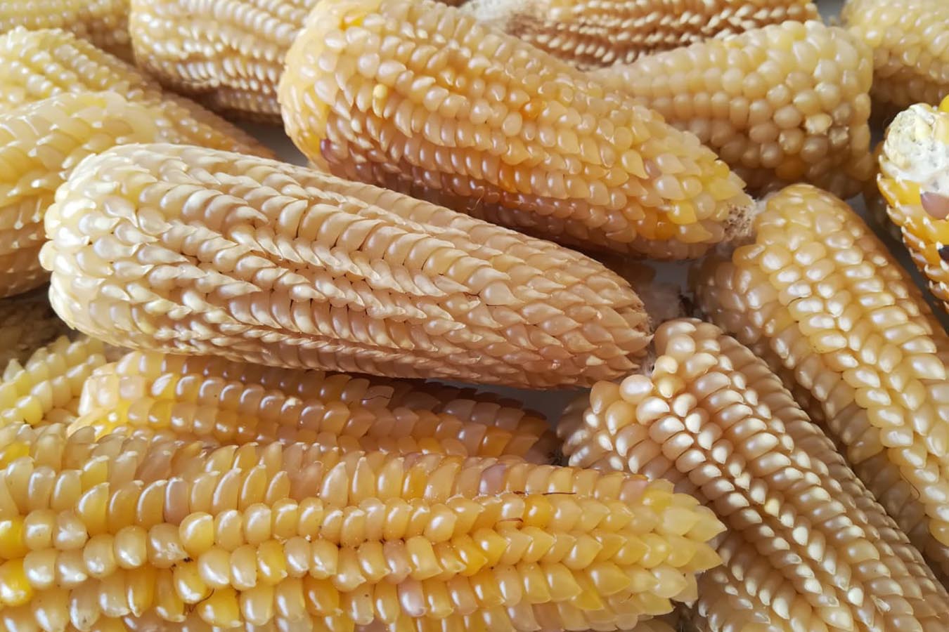 maiz palomero momochitl maiz criollo para palomitas de maiz