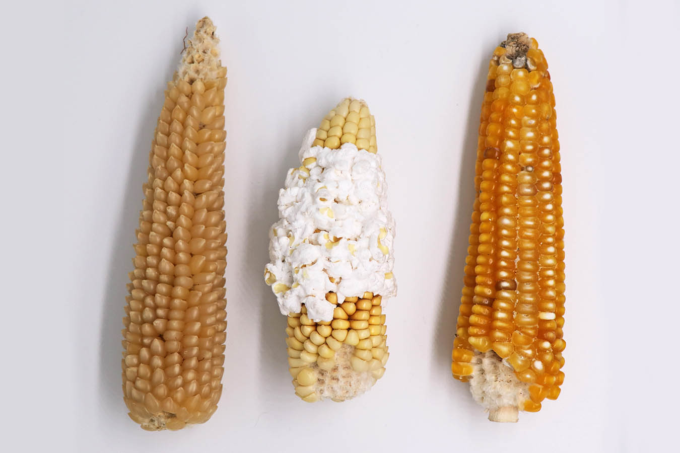 maiz palomero popcorn tipos de maiz maiz criollo maiz mexicano semillas de maiz tipos de granos de maiz