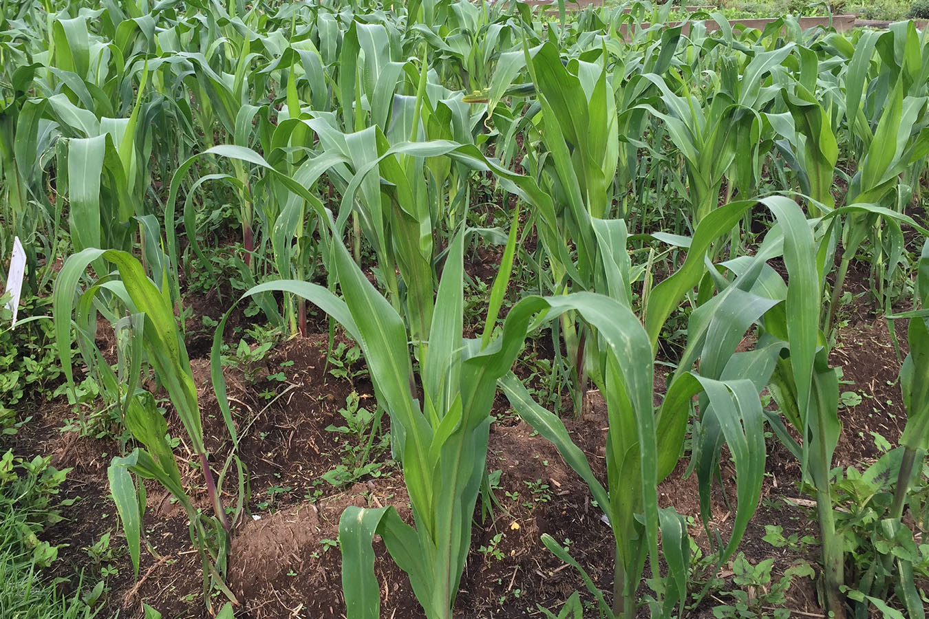 Con la cal agrícola correcta, asegura una buena cosecha de maíz.